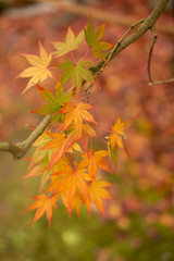 Naklejka na ściany i meble Branches of yellow leaves of maple trees in autumn season in a Japanese garden, selective focus on blurry background
