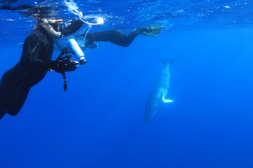 Dwarf minke whale and Snorkelers