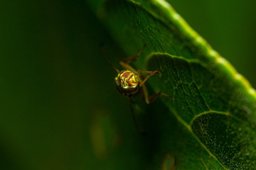 fly on a green leaf