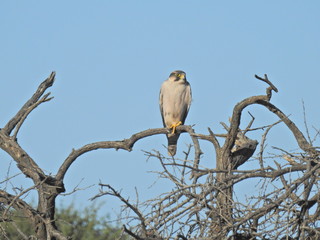 Kestrel spotted in Mokala NP