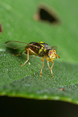 fly on a green leaf