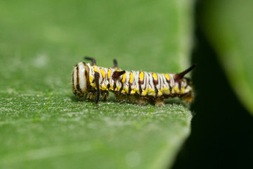 caterpillar on a green leaf
