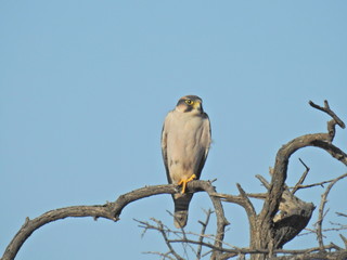 Kestrel spotted in Mokala NP