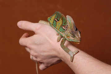 Mann & Chameleon (Jemenchameleon)