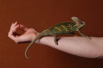 Mann & Chameleon (Jemenchameleon)