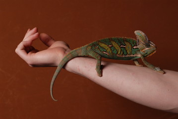 Mann & Chameleon (Jemenchameleon)