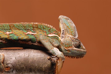 Jemenchameleon