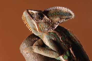 Jemenchameleon