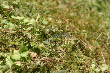 Libellen in der Natur