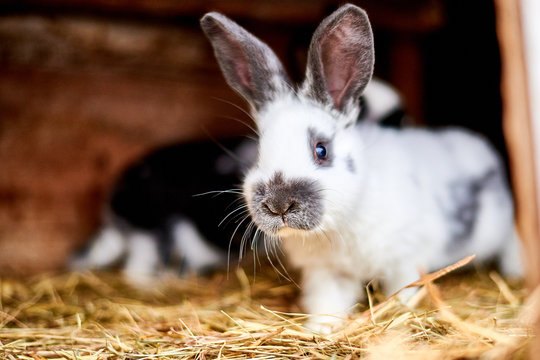 Rabbit in a cage with hay. Breeding rabbits in the village, on farms.
