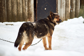 A large dog on a chain guards the yard in winter.