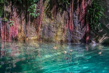 wall of the cave hung with plants