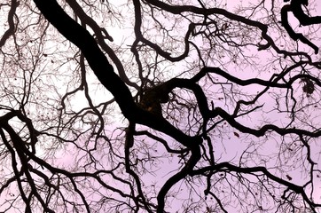 silhouette of tree without leaves, black branches and trunk of old big oak tree in foggy morning...