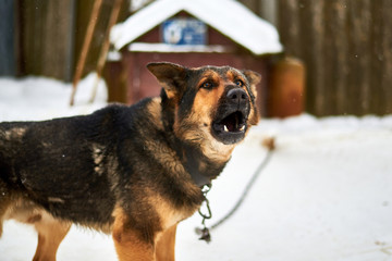 A large dog on a chain barks guarding the territory in winter.