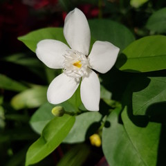Gardenia