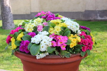Multicolored flowers in a ceramic pot