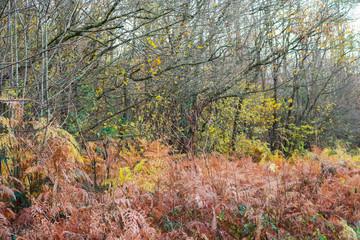 Le differenti sfumature di colori del bosco in autunno, stagioni e natura