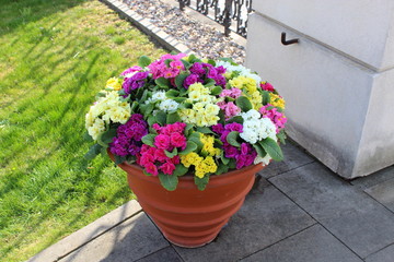 Multicolored flowers in a ceramic pot.