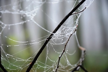 spider web with dew drops on a branch in a foggy morning forest on a blurred background. gray and green background with copy space