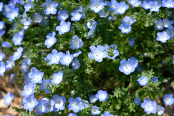 紫のネモフィラ