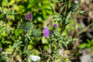 Large Bull Thistle flower in the fields, nature outdoors, wild plants in a meadow in the summer