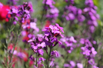 purple flowers in the field