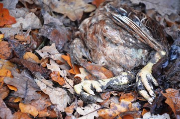 dead chicken body on dry fallen leaves in the forest