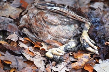 dead chicken body on dry fallen leaves in the forest