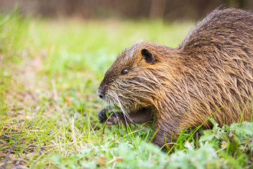草を食べるヌートリア