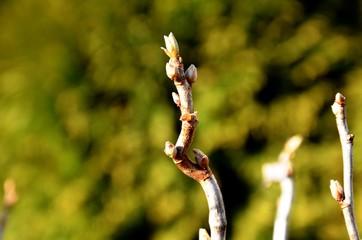 closeup branch of black currant bush with buds growing in the garden on a blurred green background