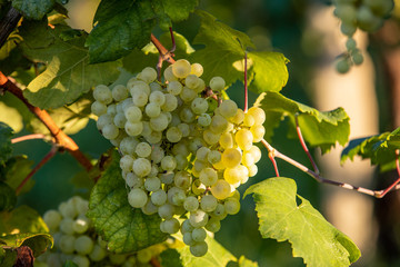Prosecco white grapes on a vineyard befor harvesting in Valdobbiadene hills. Veneto. Italy
