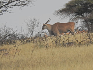 Eland in Dronfield Nature Reserve