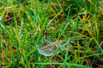 Primo piano delle goccioline di rugiada su dei fili d’erba in un prato verde, stagioni e natura