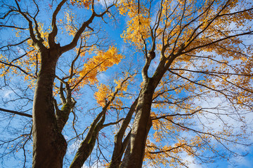 青空とイロハモミジの紅葉