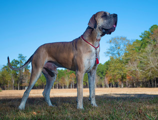 Beige purebred Great Dane