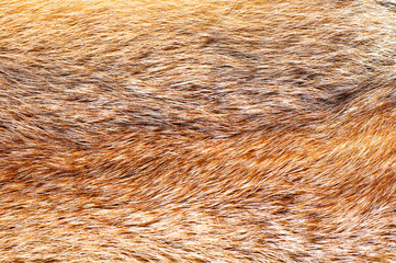 Red fox fur texture, close-up, top view.