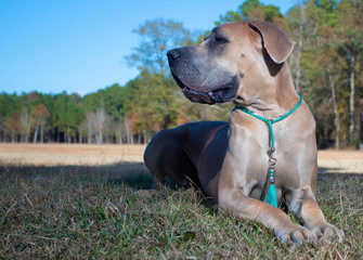 Brown purebred Great Dane laying down