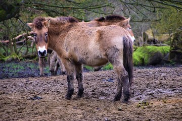 Fototapeta premium Przewalski's horse in mud 