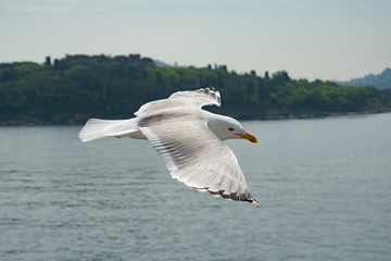 Fototapeta na wymiar white sea gull flies in the background of the sea landscape with green island.