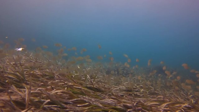 Posidonia algas vista submarina en el mar de Mallorca Snorkeling entre peces en aguas cristalinas de una playa de Mallorca