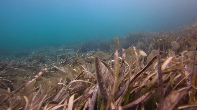 Posidonia algas vista submarina en el mar  de Mallorca Snorkeling entre peces en aguas cristalinas de una playa de Mallorca