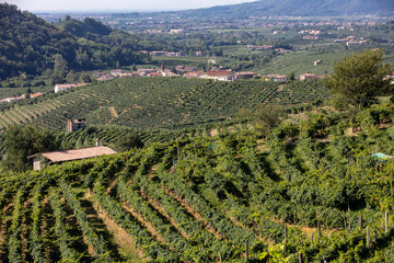 Fototapeta na wymiar Picturesque hills with vineyards of the Prosecco sparkling wine region between Valdobbiadene and Conegliano; Italy.