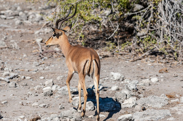 Naklejka na ściany i meble Closeup of an Impala - Aepyceros melampus- grazing on the plains of Etosha National Park, Namibia.
