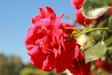 red roses close up with burred background