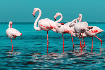 Obrazy na Szkle  Dzikie ptaki afrykańskie. Grupa afrykańskich białych ptaków flamingo i ich odbicie na błękitnej wodzie. Zatoka Walvis, Namibia, Afryka