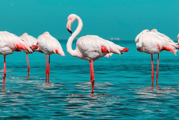 Wild african birds. Group of African white flamingo birds and their reflection on the blue water. Walvis bay, Namibia, Africa