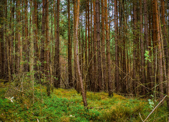 Naklejka premium Der goldene herbst in ganzer Schönheit im Wald