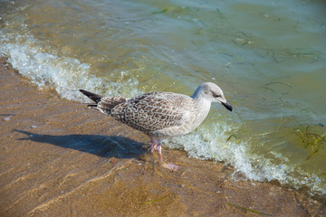 Seagull in the sea