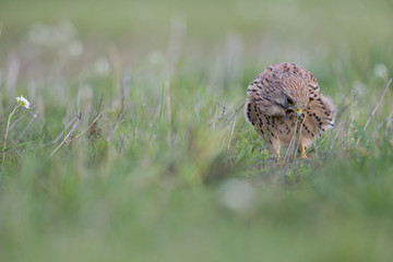 A common kestrel viewed from a low angle coughing up a pellet in the grass.