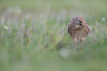 A common kestrel viewed from a low angle coughing up a pellet in the grass.